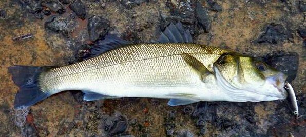  lures-fishing-bass 
