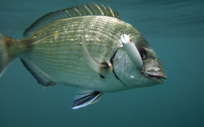 Señuelos Rockfishing – Pesca Rockfishing – Chinesteta ®